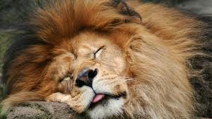 sleepinglion