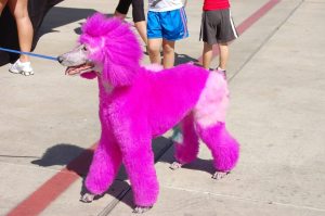 Even the pets got their pink on! 2011 B4B
