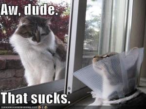 funny-pictures-cat-is-sympathetic-to-injury-of-friend