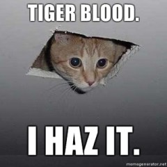 Ceiling-Cat-Tiger-Blood-I-haz-it